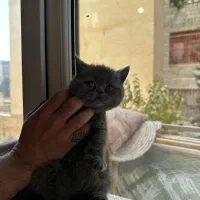 گربه بریتیش|گربه|کرج, شهرک بنفشه|دیوار