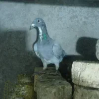 پلاکی ظالم|پرنده|نجفآباد, جعفرآباد|دیوار