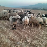 میش وشیشک داشتی ابستن|حیوانات مزرعه|شیراز, شهرک امیر کبیر|دیوار