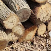 خریدار چوب به قیمت