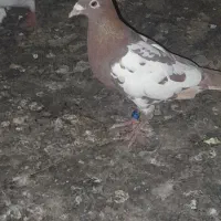 پرنده