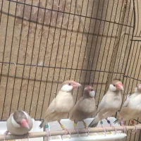 ۲۲ عدد فنچ نرگسی|پرنده|تهران, والفجر|دیوار