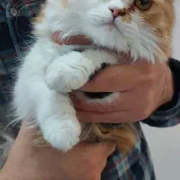 دو گربه پرشین ماده دوقلو|گربه|قوچان, |دیوار