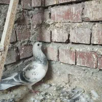 کفتر|پرنده|کرمان, |دیوار