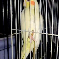 جفت عروس هلندی سخنگو باتخم، عروس هلندی سخنگو