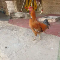 ۲تاخروس گلین چهل تاج