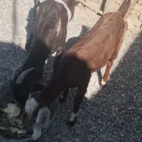 فروش بز|حیوانات مزرعه|خاش, |دیوار