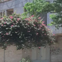 رهن-و-اجاره-ویلایی-در-باغ-معین