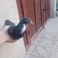 ماده پلنگ جونگ|پرنده|ماهان, |دیوار