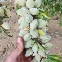 انواع نهال های مثمر و غیر مثمر