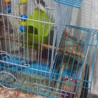 پرنده خوش آواز و فعال|پرنده|تبریز, |دیوار