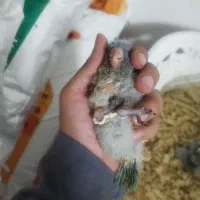 1عددطوطی راهب سرلاکی