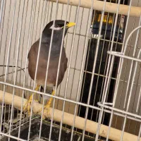 مرغ مینا سخنگو|پرنده|کرمان, |دیوار