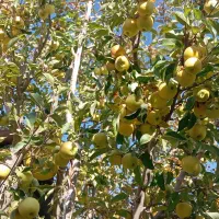 سیب تازه از درخت سفید و قرمز موجود|خوردنی و آشامیدنی|نوشین شهر, |دیوار