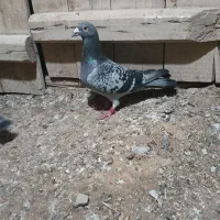 کبوتر نر|پرنده|نقده, |دیوار