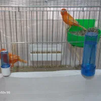 قناری سرخ|پرنده|تبریز, |دیوار