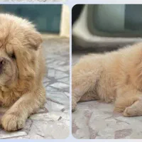 چاو چاو جهت کشش