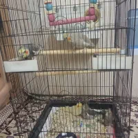 عروس هلندی مولد