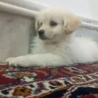 توله پامر