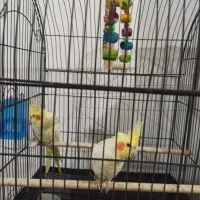 عروس هلندی|پرنده|صالح آباد, |دیوار