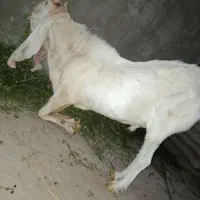 گوسفند نژاد پاکستانی