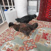 خروس لایت برهما و جوجه گلین و مرغ سیاه محلی|حیوانات مزرعه|کرج, ساسانی (قلمستان)|دیوار