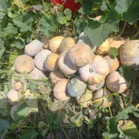 کدو زرد و شیرین|خوردنی و آشامیدنی|نوکنده, |دیوار