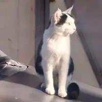 واگذاری گربه Dsh