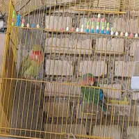 طوطی برزیلی