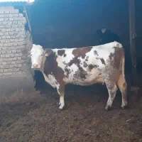 گاو قسیر چاق