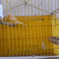 قناری پرتقالی