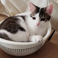 پانسیون تخصصی گربه