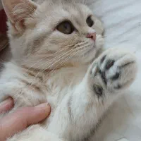 بچه گربه روس ماده رنگ کرم و کاراملی