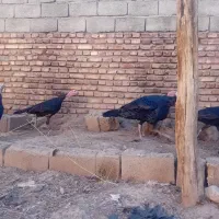 بوقلمون های سیاه اصیل نژاددار|حیوانات مزرعه|مرند, |دیوار