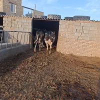 گاوشیری|حیوانات مزرعه|تربت جام, معدآباد|دیوار