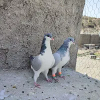 نروماده بدرنگ و راست بدون عیب