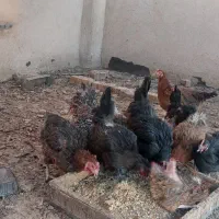 مرغ محلی جوان|حیوانات مزرعه|قم, چهار امامزاده|دیوار