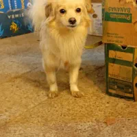 سگ خونگی|سگ|آستانه اشرفیه, |دیوار