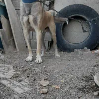 سگ نر سرابی|سگ|اردبیل, |دیوار