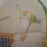 یک عدد طوطی برزیلی بازیگوش