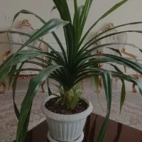 کود با کارایی بالا