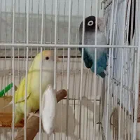 یک جفت کوتوله با تخم|پرنده|مشهد, ابوذر|دیوار