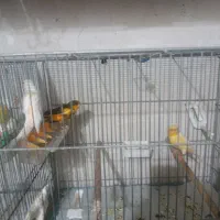 قناری  سفید|پرنده|قم, ولیعصر|دیوار