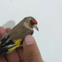 سهره دورگ رسمی کرمونی|پرنده|گلوگاه, |دیوار