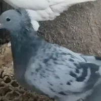 ((گمشده)) کفتر سبز کاکل و کلاغ کاکل  جفت ماده