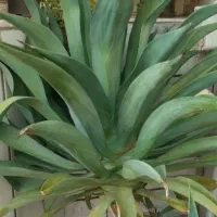 گل طبیعی حیاط و باغچه