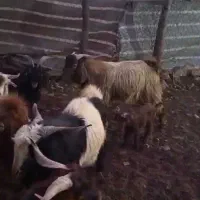 کره کیلویی ۳۰۰|حیوانات مزرعه|پاتاوه, |دیوار