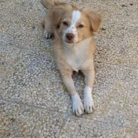 سگ  اشپیتز  روباهی