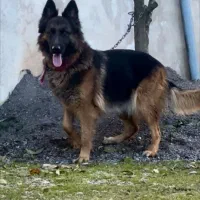 واگذاری توله ژرمن شولاین و مالینویز