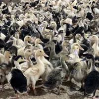 خرید اردک محلی بیست روزه فروش اردک مگ مگی|حیوانات مزرعه|رویان, |دیوار